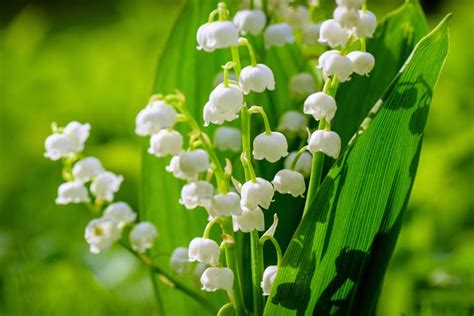 9 Fakta Menarik Bunga Lily Of The Valley Favorit Pengantin Kerajaan