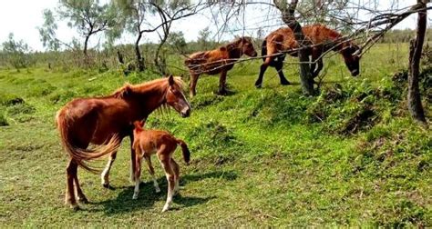 Rescued Feral Horse Gives Birth In Dibru Saikhowa National Park
