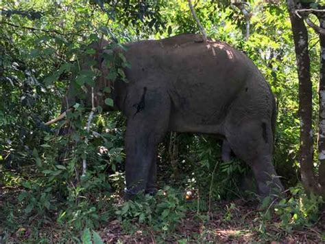 Jabatan perlindungan hidupan liar dan taman negara. Tiga gajah liar timbulkan konflik di Kota Tinggi ditangkap ...