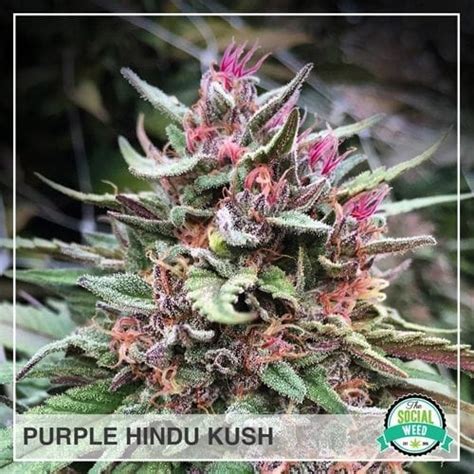 Purple Hindu Kush X Jager The Social Weed