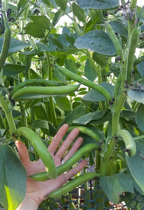 How To Grow And Use Fava Beans Broad Beans As Food