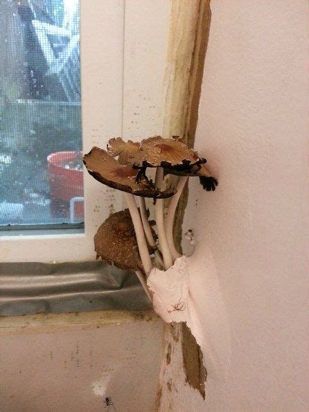 The world of fungi has attracted a lot of interest and seems to be becoming very fashionable of late. Fungus growing through the bathroom wall. | Fungi, Stuffed ...