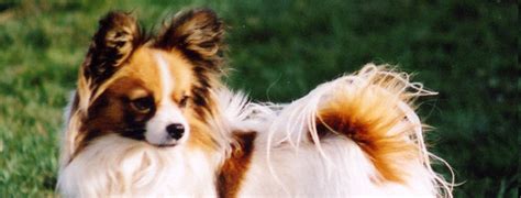 Check spelling or type a new query. Papillon Breed Guide - Learn about the Papillon.