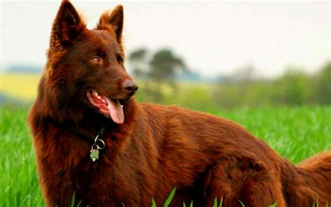 12 Amazing Things To Know About Liver German Shepherds Allshepherd