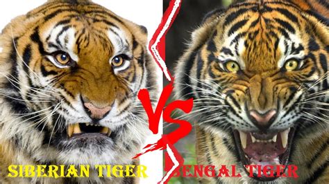 Siberian Tiger Vs Bengal Tiger Who Is More Powerful Inews