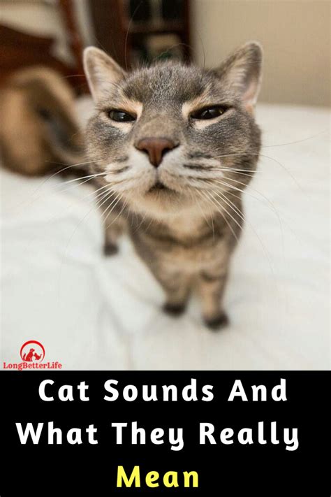 Cat Sounds And What They Really Mean Cats Cat Sounds Meaning Cute Cats