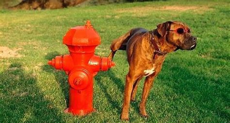 Why Do Dogs Like To Pee On Fire Hydrants