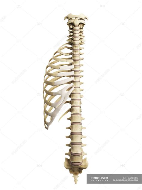 Visual Render Of Ribs And Spine — Ribcage Human Anatomy Stock Photo