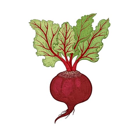 Premium Vector Vegetables Beets Vector Illustration Hand Drawing Color Isolated On White