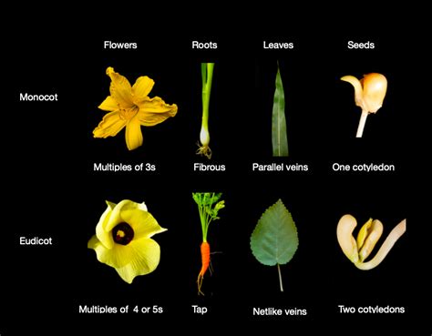 Examples Of Monocots With Names