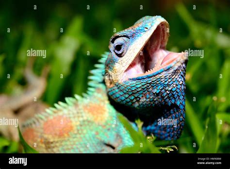 Blue Crested Lizard Stock Photos And Blue Crested Lizard Stock Images Alamy