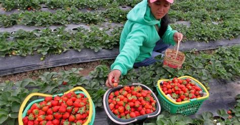 Strawberry Picking Completes Baguio Tourists Experience Philippine
