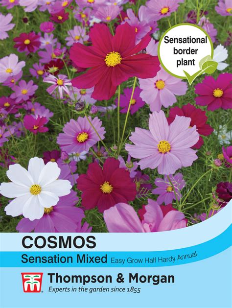 Cosmos Sensation Mixed Pack Of Seeds Southwood Garden Centre