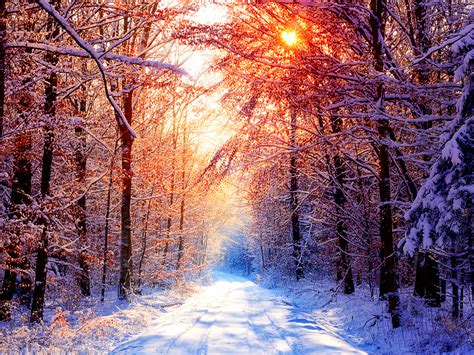 Sunny Winter Day In The Forest Wallpapers And Images Wallpapers