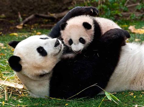 Panda Jugando Con Su Hijo Tiere Süße Tiere Panda