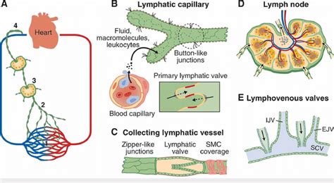 Anatomy Of Lymphatic Vascular System A Lymphatic Vascular System