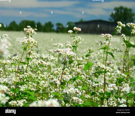 Buckwheat Flowers Field Stock Photo Alamy
