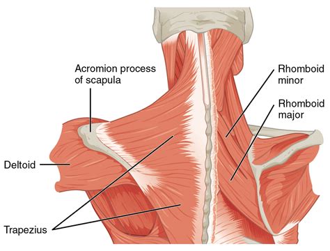 The first, t1, is about at the level of the shoulders and collarbone. How To Fix Rhomboid Pain | 𝗣𝗥𝗲𝗵𝗮𝗯