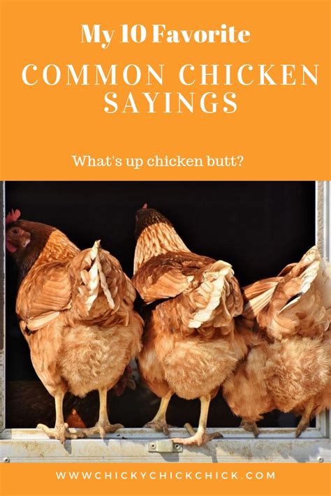 funny chicken sayings chicken humor chickens chickens backyard