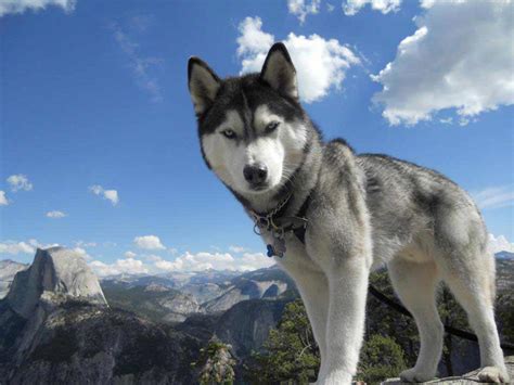 Siberian Husky Dog Breed Information Pictures And More