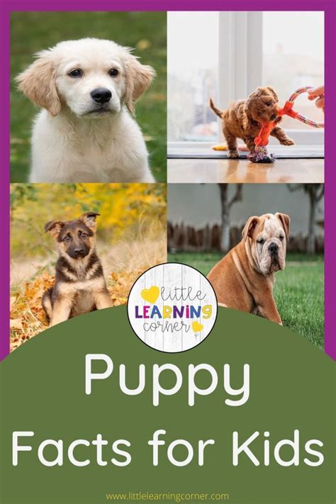 25 Fun Puppy Facts For Kids Little Learning Corner