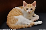 可爱的小猫咪摄影图__家禽家畜_生物世界_摄影图库_昵图网nipic.com