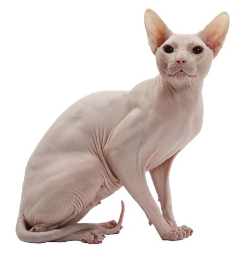 Sphynx Cat Png Image Png All Png All