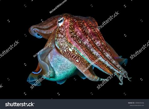 Pharaoh Cuttlefish 1231 รายการ ภาพ ภาพสต็อกและเวกเตอร์ Shutterstock