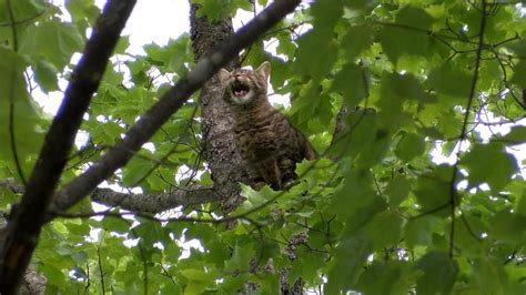 Cat Stuck In Tree For Nearly A Week Wpbn