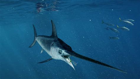 How Swordfish Reach Speeds Of Up To Kilometers Per Hour Science AAAS