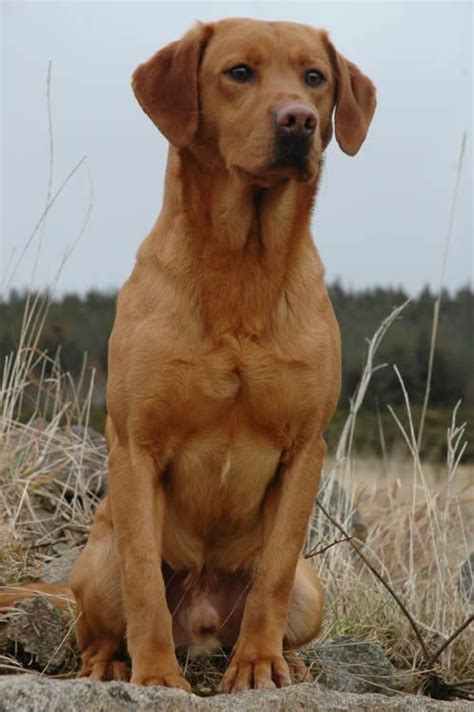 Responsibly bred with expert planning that includes diverse genetics and extensive health testing. Fox Red Labrador | Labrador retriever, Fox red labrador ...