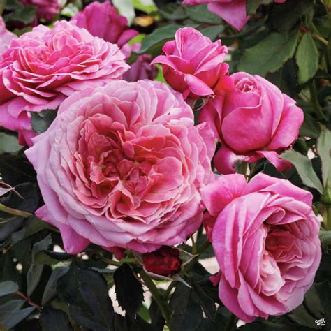 Queen of Elegance™ Rose — Green Acres Nursery & Supply