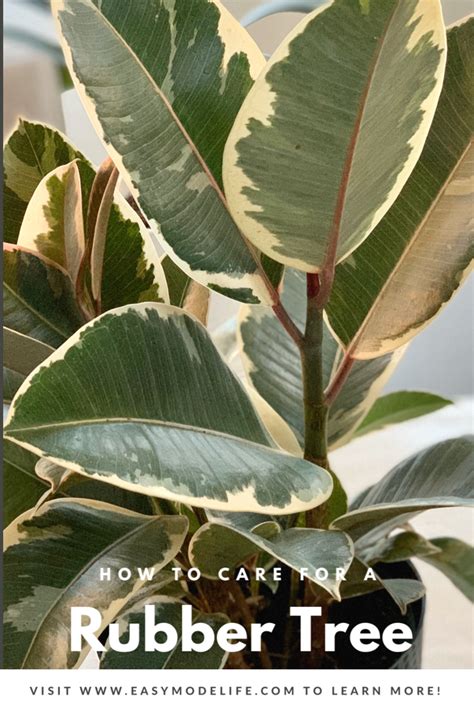 Rubber Tree Care Guide Easy Mode Easy Rubber Tree Care In 2020