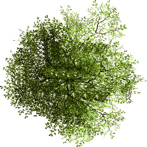 Pin by Mintie on árbol png Tree photoshop Tree plan png Trees top view