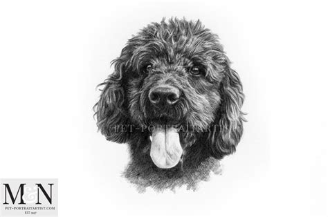 Pencil Drawing Of Labradoodle Melanie And Nicholas Pet