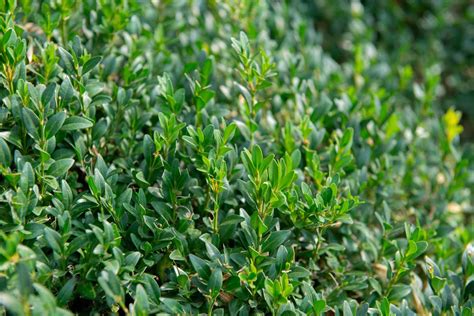 How To Grow And Care For Wintergreen Boxwood