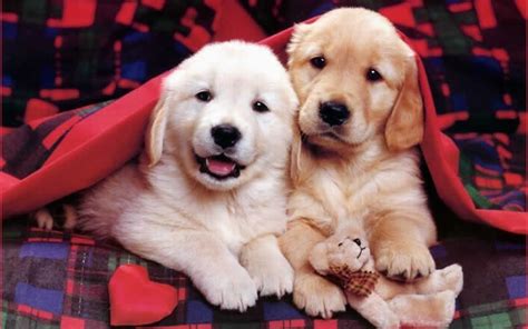 Dogs And Puppies Funny Puppies Puppies World Puppy Cute Puppies Wallpapers Make2fun