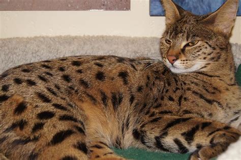 The savannah is a hybrid cat breed. Savannah Cats