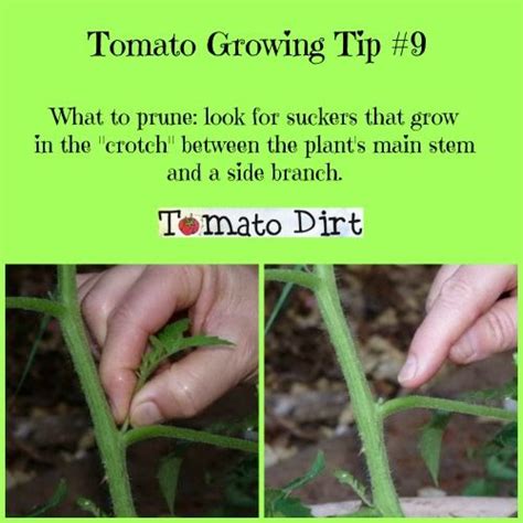 Pruning Tomato Plants For Best Tomato Production Pruning Tomato
