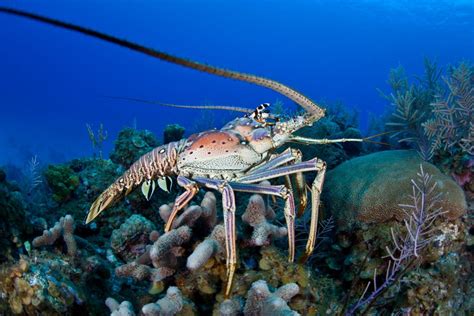 Spiny Lobsters Communicate Up To Kilometers Away Earth Com