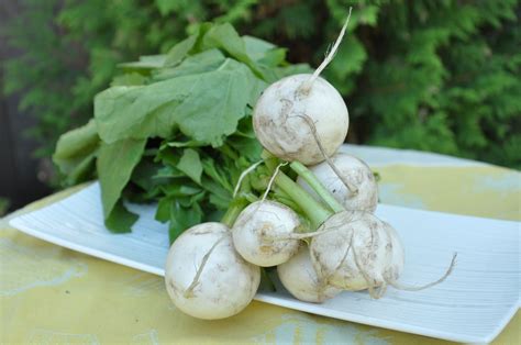 Food Petit Hakurei Turnip Latkes Darling Hors Doeuvres