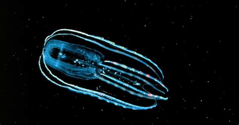 Deep Sea Bloggerhead Bioluminescence In Jellyfish