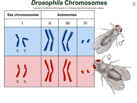 Why Does A Drosophila Have Only 4 Linkage Groups When 8 Free Hot Nude