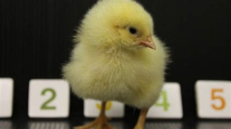 Chicks Place Low Numbers On The Left Bbc News