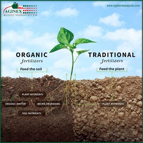 Feed The Soil Vs Feed The Plant In Organic Compost Organic