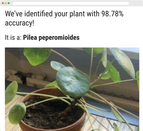 Houseplant Identification Tool Identify Plants With Photos