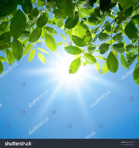 Green Leaves Sun Stock Photo 80564638 Shutterstock