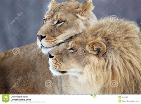 Lion And Lioness The Royal Couple At Their Best Tail And Fur