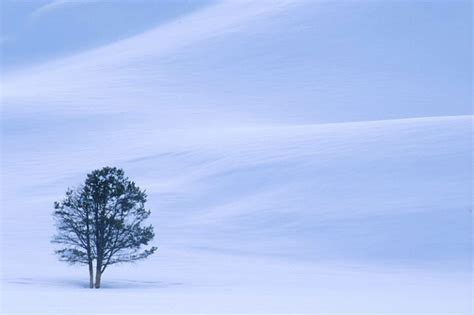 Lone Tree In Winter Photograph At Winter Scenery