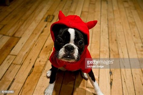 Dog Devil Costume Photos And Premium High Res Pictures Getty Images